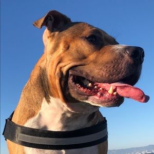 Meet your Posher, Isabella